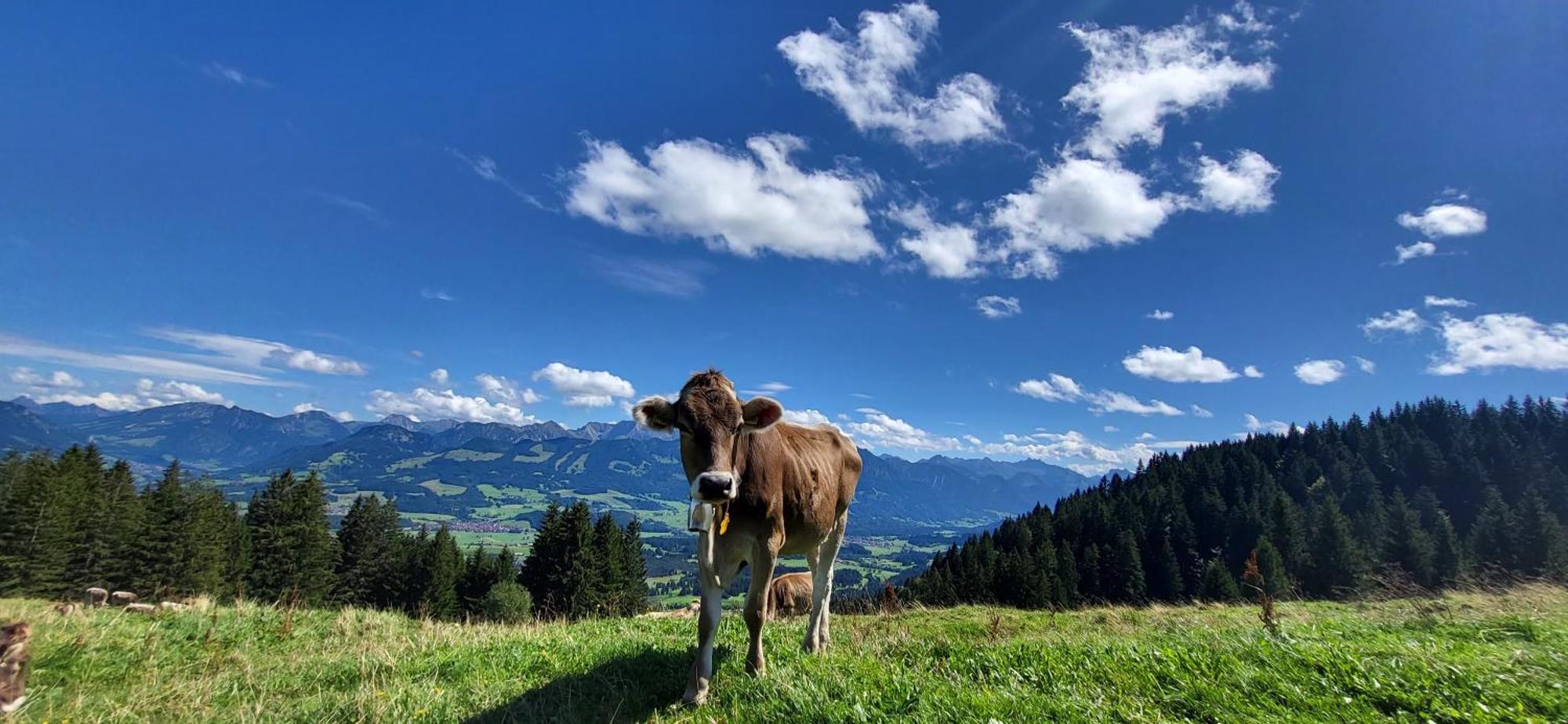 Fewo Allgaeuzeit Mit Wlan Oberstaufen Steibis 外观 照片